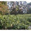 스위트드림빌 이미지