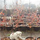 강아지놀이터 이미지