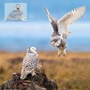 흰올빼미 Snowy Owl 이미지