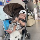 읍내약국 | 아기랑 진도에서 제주 배타고가기 예약부터 탑승까지 (제주배닷컴)