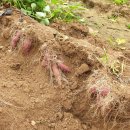 화영농장 이미지