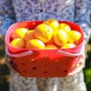 무한 농장 이미지