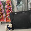 큰댕이네 이미지