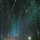 대숲사이 이미지