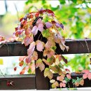 삼성산터널길 이미지