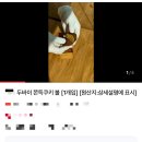 조신한돼지 이미지