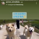 에버독 이미지