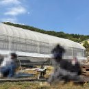 농협 청년농부사관학교 14기 딸기반 10주 차 후기 : 실습 4주차, 내가 원하는것을 만드는 농부