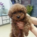 단아하개 이미지