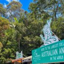 코알라 | 호주 시드니 페더데일 동물원 왕복 셔틀 티켓 할인 받는법 코알라 후기