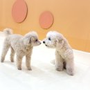 시우스쿨링 대화 이미지