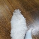 강쥐엄마네 이미지