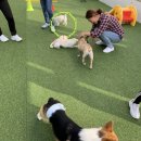 머슬독 이미지