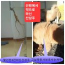 청정담