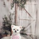 안나펫살롱 이미지