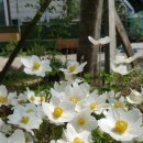 스노우드롭 이미지