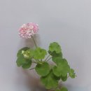 달보드레 Daum카페