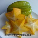 프루츠스타 이미지