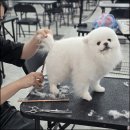 세종애견미용 | 세종애견미용학원 수강 후기 자격증 비용 수업 분위기