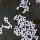 보문호수 이미지