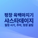 둥지민박 | 평창 육백마지기 샤스타데이지 절정 시기, 주차, 방문 꿀팁