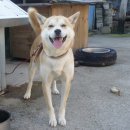 동이애견 이미지