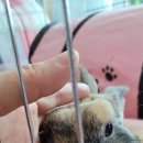 굿모닝토토 이미지