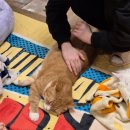 춘천 고양이카페 | 반갑다 창문 밖 고양이