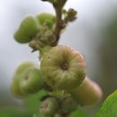 만두나무 이미지