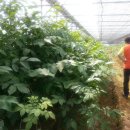 청마농장 이미지