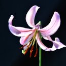 솔바람조경