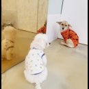 멍뭉유치원 이미지