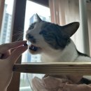 이75덴탈 이미지