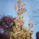직립 겹벚꽃 이미지