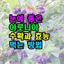 눈에 좋은 아로니아 수확과 효능 먹는 방법 이미지