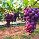 한울포도원 이미지