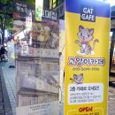 사바나 코쉬카 이미지