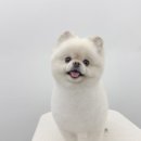 댕그리몽 이미지