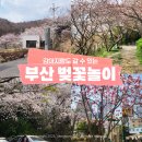 병산365 | 부산벚꽃놀이 명소 애견동반 꽃놀이 강아지 산책할 만한 곳