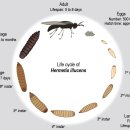 동애등에 (Hermetia illucens)의 생활사 모식도 이미지