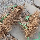 큰나무농장 이미지