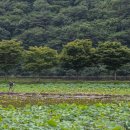 상리저수지 이미지