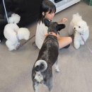 버블독스 가정루원시티점 이미지