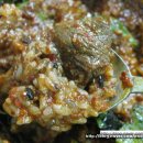 동인동 양푼이 갈비찜 이미지