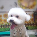 로즈펫살롱 이미지