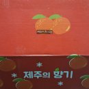 숙이농장 | 요즘제철과일 갓딴귤 제주도 한라봉 철 수확시기