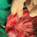 나은동물병원 이미지