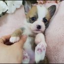 수아켄넬 이미지