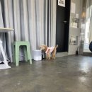 네코스토리(인천 청라점) 강아지 고양이 무료 보호 무료 입양 이미지