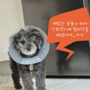 우리 집 막내, 똥꼬 강산이의 펫모발검사 와 펫어클락 복용 후기